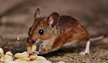 24 Hour & Emergency Exterminators in W Stewartstown, NH